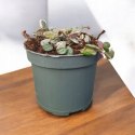 Ceropegia woodii variegata Sznur Serduszek łańcuch Serc Serduszka XLdon11cm