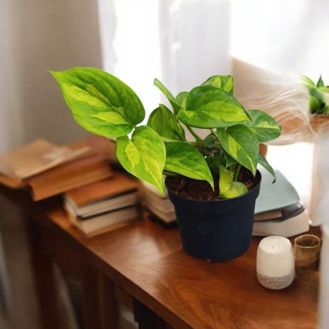 Epipremnum Global Green Scindaptus Epipremium Scindapsus global Epipremnum Global Green Scindaptus Epipremium Scindapsus global