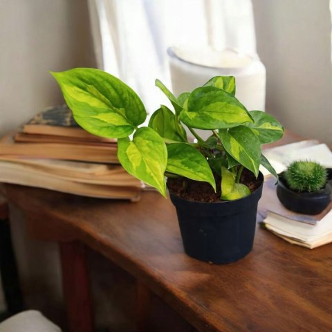 Epipremnum Global Green Scindaptus Epipremium Scindapsus global Epipremnum Global Green Scindaptus Epipremium Scindapsus global