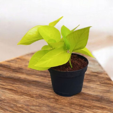 Epipremnum Golden Pothos Neon Żółty Gold Złocisty Scindaptus Epiprenium Epipremnum Golden Pothos Neon Żółty Gold Złocisty Scindaptus Epiprenium
