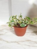 Epipremnum N'Joy Enjoj N Joy Variegated Pothos Devil's Ivy Scindaptus PR PL