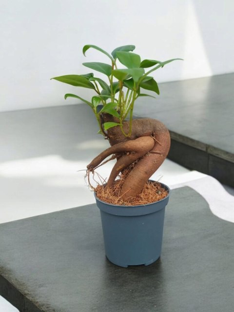 Ficus Ginseng microcarpa Bonsai Do Lasu w szkle średniaczek