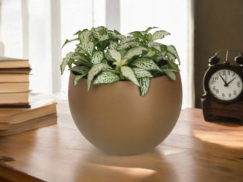 Fitonia fittonia biała do lasu w szkle drobniutka biało zielona do sloika Fitonia fittonia biała do lasu w szkle drobniutka biało zielona do sloika