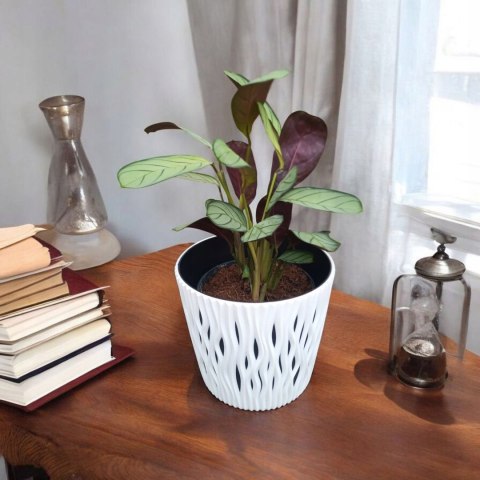 MARANTA LEUCONEURA AMABILIS MINT trudna do zabicia dobra dla poczatkujacych