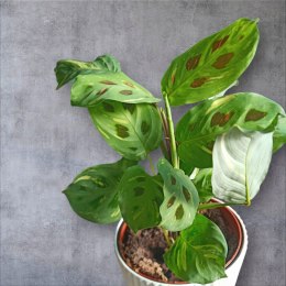 Maranta leuconeura var. kerchoveana variegata don. 12cm