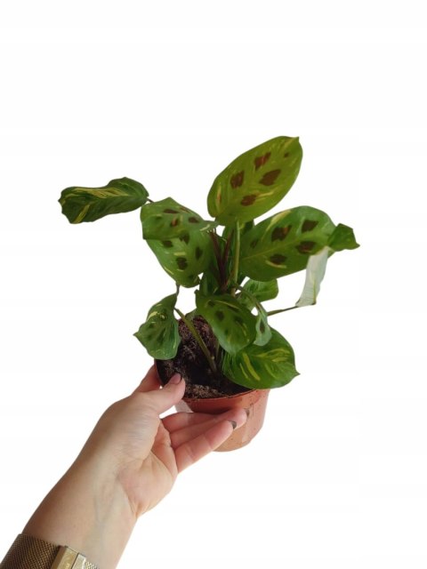 Maranta leuconeura var. kerchoveana variegata don. 12cm
