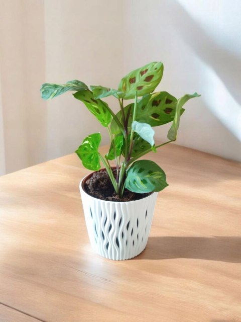 Maranta leuconeura var. kerchoveana variegata don. 12cm