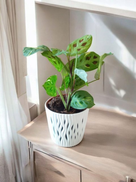 Maranta leuconeura var. kerchoveana variegata don. 12cm