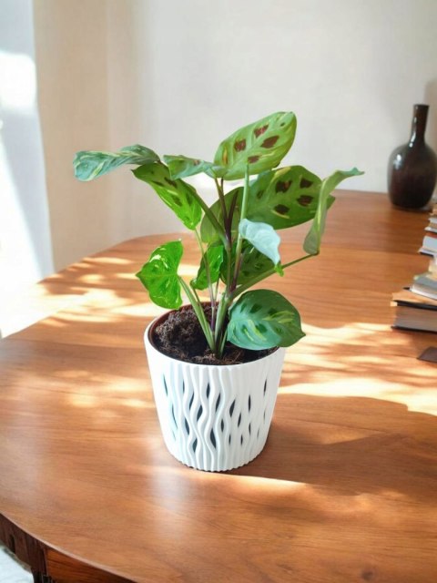 Maranta leuconeura var. kerchoveana variegata don. 12cm