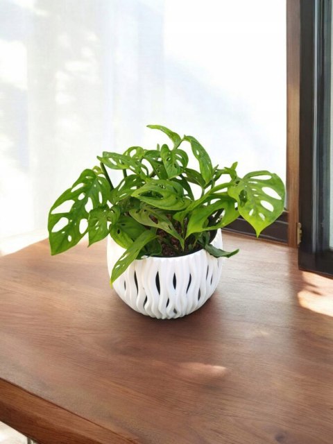 Monstera Dziurawa Monstera drobnootworowa monstera Acuminata DØ13 cm