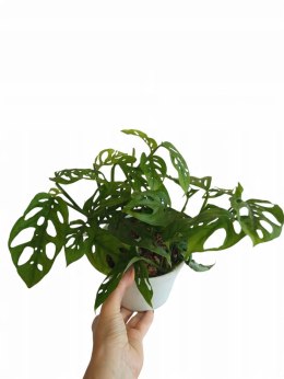 Monstera Dziurawa Monstera drobnootworowa monstera Acuminata DØ13 cm