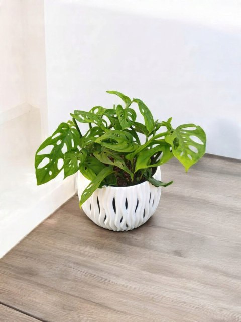 Monstera Dziurawa Monstera drobnootworowa monstera Acuminata DØ13 cm