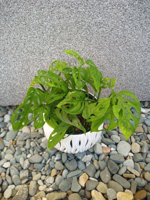 Monstera Dziurawa Monstera drobnootworowa monstera Acuminata DØ13 cm