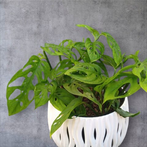 Monstera Dziurawa Monstera drobnootworowa monstera Acuminata DØ13 cm
