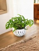 Monstera Dziurawa Monstera drobnootworowa monstera Acuminata DØ13 cm