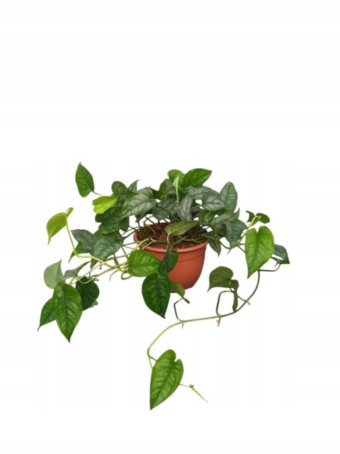 Monstera Dziurawa Monstera srebrzysta monstera Siltepecana DØ15 cm PROD. PL Monstera Dziurawa Monstera srebrzysta monstera Siltepecana DØ15 cm PROD. PL