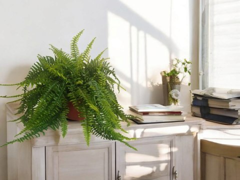 Paproć nephrolepis exaltata Boston Paprotka zwykła Nefrolepis Fern XXL Paproć nephrolepis exaltata Boston Paprotka zwykła Nefrolepis Fern XXL