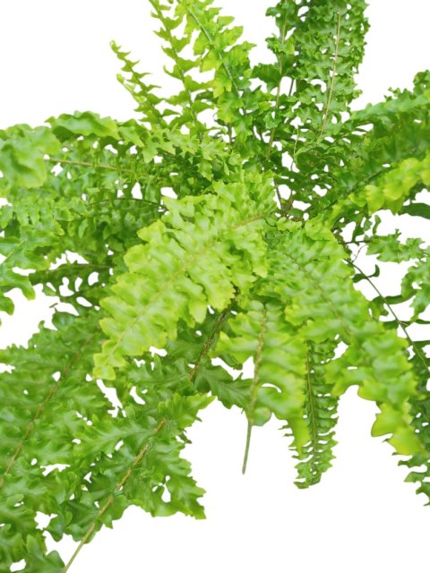Paproć nephrolepis exaltata Can Can Paprotka Królewska Paproć nephrolepis exaltata Can Can Paprotka Królewska