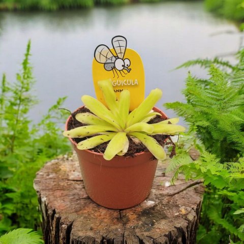 Pinguicula rosiczka owadożerna zjadająca muchy Tłustosz roślina na muchy Pinguicula rosiczka owadożerna zjadająca muchy Tłustosz roślina na muchy