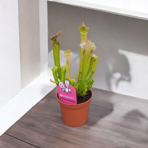 Sarracenia FARNHAMII rosiczka owadożerna Kapturnica Dzbanecznik Sarracenia FARNHAMII rosiczka owadożerna Kapturnica Dzbanecznik