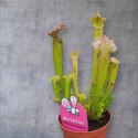 Sarracenia FARNHAMII rosiczka owadożerna Kapturnica Dzbanecznik