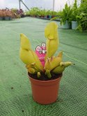 Sarracenia purpurea var. venosa rosiczka owadożerna KAPTURNICA żyłkowana