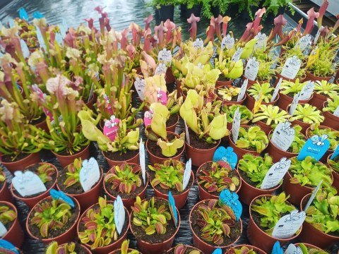 Sarracenia purpurea var. venosa rosiczka owadożerna KAPTURNICA żyłkowana Sarracenia purpurea var. venosa rosiczka owadożerna KAPTURNICA żyłkowana
