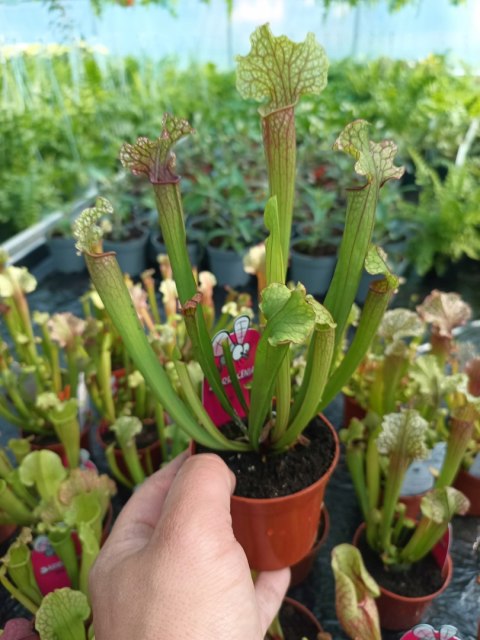 Sarracenia rosiczka owadożerna Kapturnica roślina na muchy Dzbanecznik Sarracenia rosiczka owadożerna Kapturnica roślina na muchy Dzbanecznik