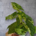 Syngonium nakrapiane podophyllum Mottled Zroślicha marmurkowa PROD. PL
