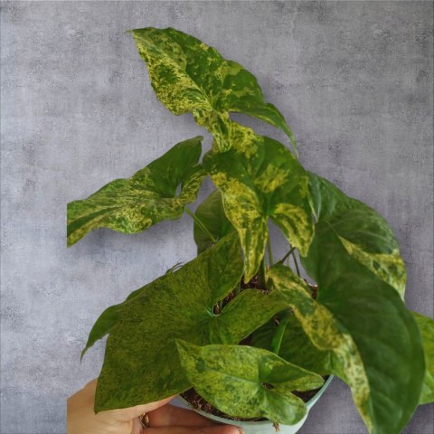 Syngonium nakrapiane podophyllum Mottled Zroślicha marmurkowa PROD. PL Syngonium nakrapiane podophyllum Mottled Zroślicha marmurkowa PROD. PL