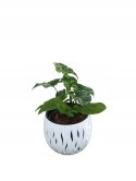 Syngonium nakrapiane podophyllum Mottled Zroślicha marmurkowa PROD. PL