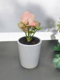 Syngonium neon zroślicha podophyllum Różowe Syngonium Pink do lasu w szkle