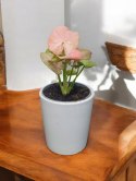 Syngonium neon zroślicha podophyllum Różowe Syngonium Pink do lasu w szkle