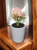 Syngonium neon zroślicha podophyllum Różowe Syngonium Pink do lasu w szkle