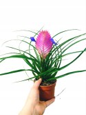 Tillandsia Anita Oplątwa Epifit Powietrzna Roślina Air Plant w doniczce