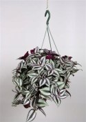Trzykrotka zebra Tradescantia zebrina Duża w zwisajacej doniczce srebrna