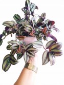 Trzykrotka zebra Tradescantia zebrina Duża w zwisajacej doniczce srebrna
