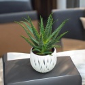 Aloes Arborescens blanc sleeve