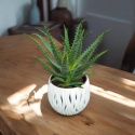Aloes Arborescens blanc sleeve