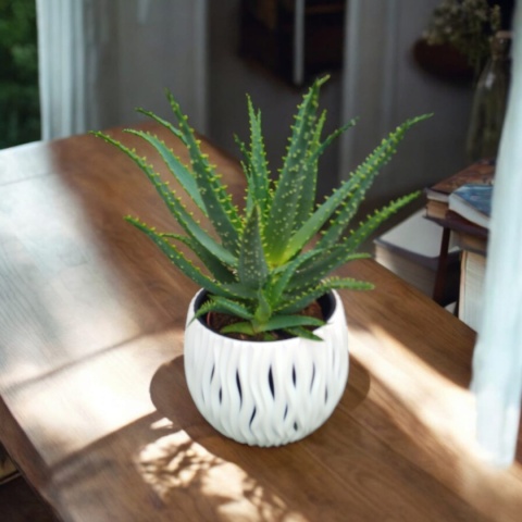 Aloes Arborescens blanc sleeve Aloes Arborescens blanc sleeve