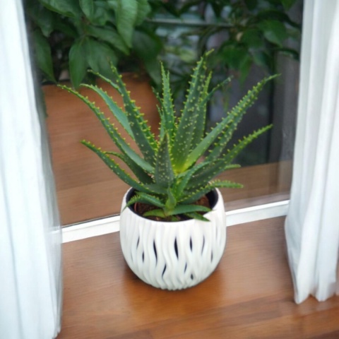 Aloes Arborescens blanc sleeve Aloes Arborescens blanc sleeve