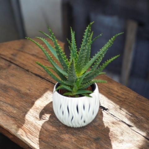 Aloes Arborescens blanc sleeve Aloes Arborescens blanc sleeve