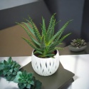 Aloes Arborescens blanc sleeve