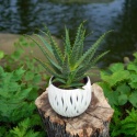 Aloes Arborescens blanc sleeve
