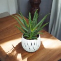 Aloes Arborescens blanc sleeve