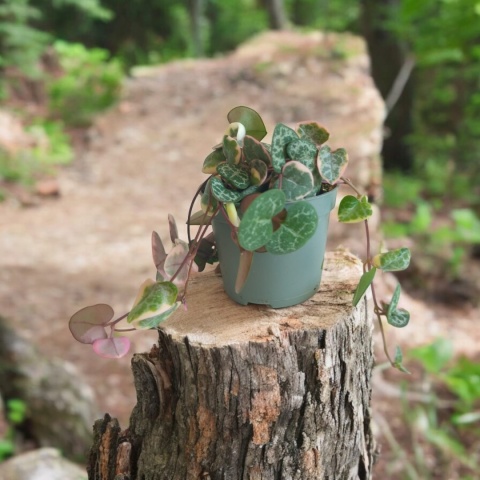 Ceropegia Woodii Variegata