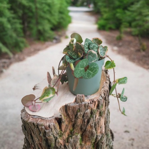 Ceropegia Woodii Variegata