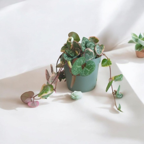 Ceropegia Woodii Variegata