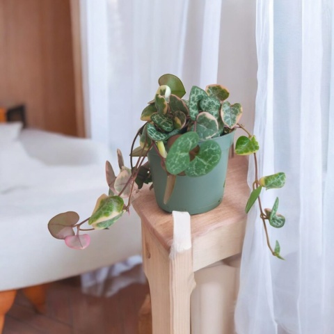 Ceropegia Woodii Variegata