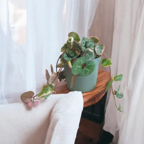 Ceropegia Woodii Variegata